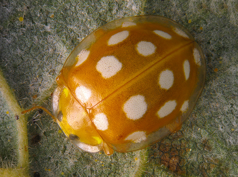 Halyzia sedecimguttata